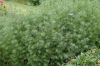 image of Nigella 