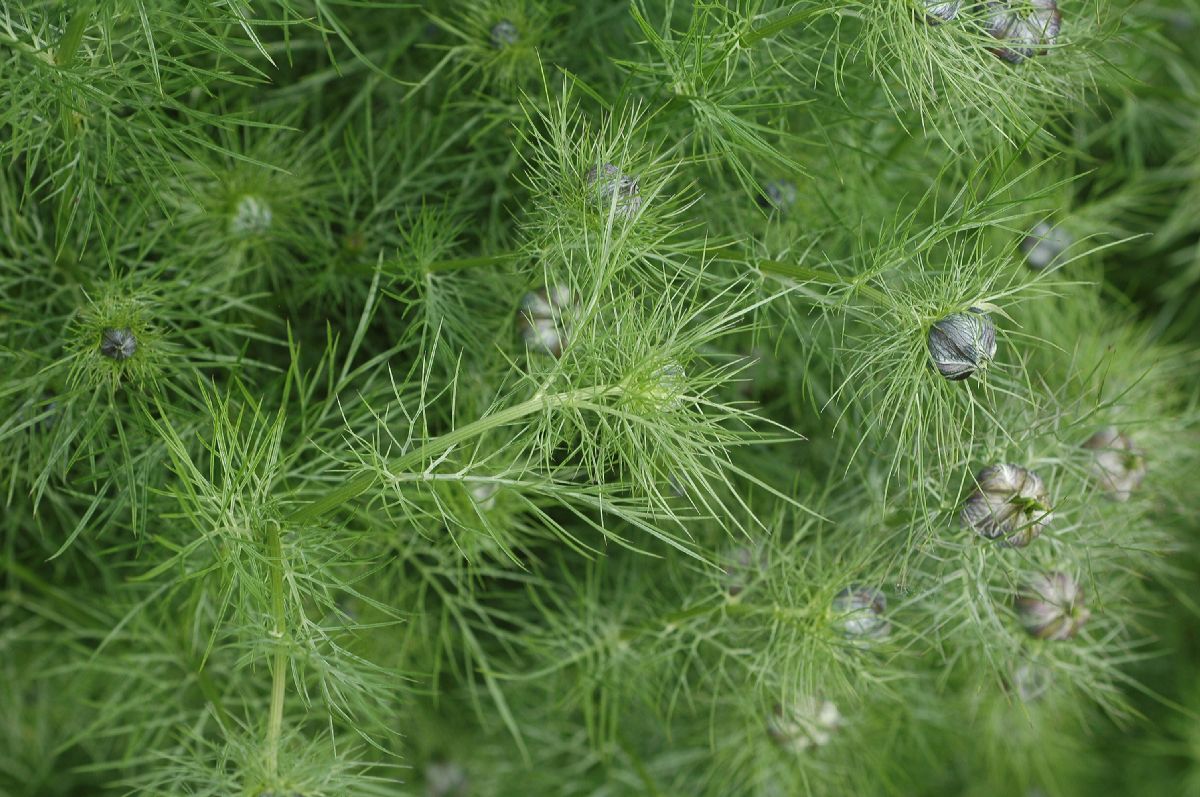 Ranunculaceae Nigella 