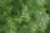 image of Nigella 