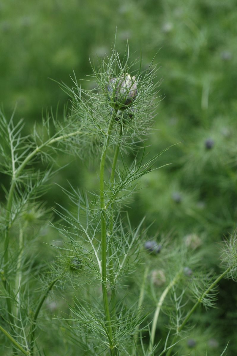 Ranunculaceae Nigella 