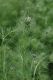 image of Nigella 