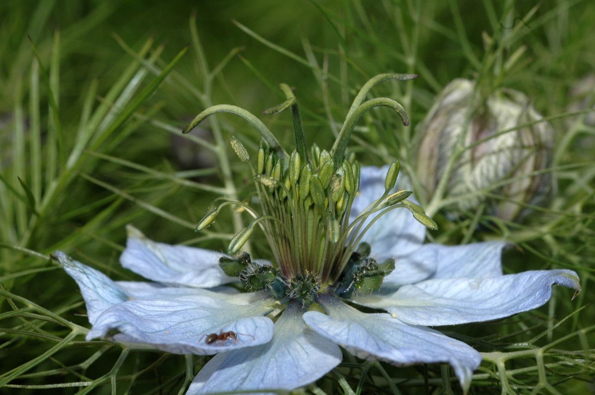 Ranunculaceae Nigella 