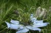 image of Nigella 
