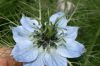 image of Nigella 