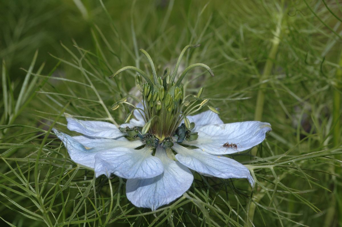 Ranunculaceae Nigella 