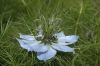 image of Nigella 