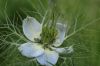 image of Nigella 