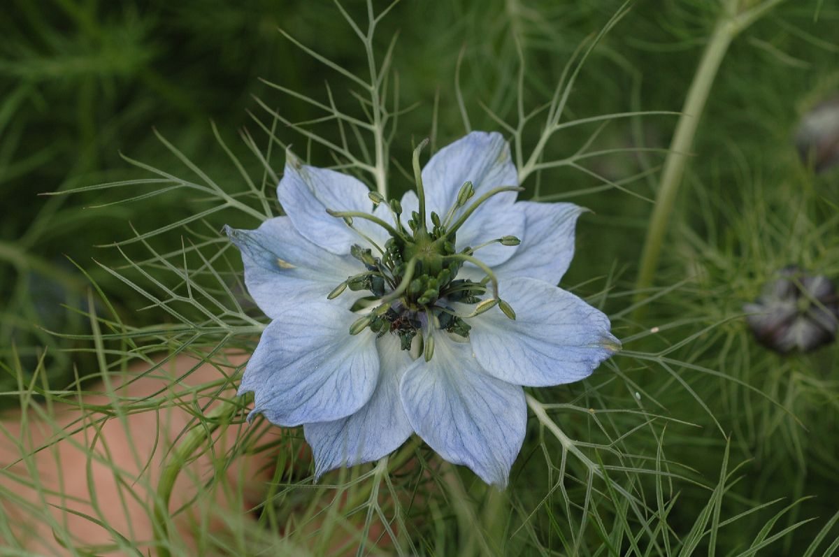 Ranunculaceae Nigella 