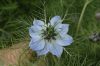 image of Nigella 