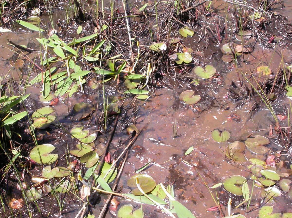 Araceae Orontium aquaticum