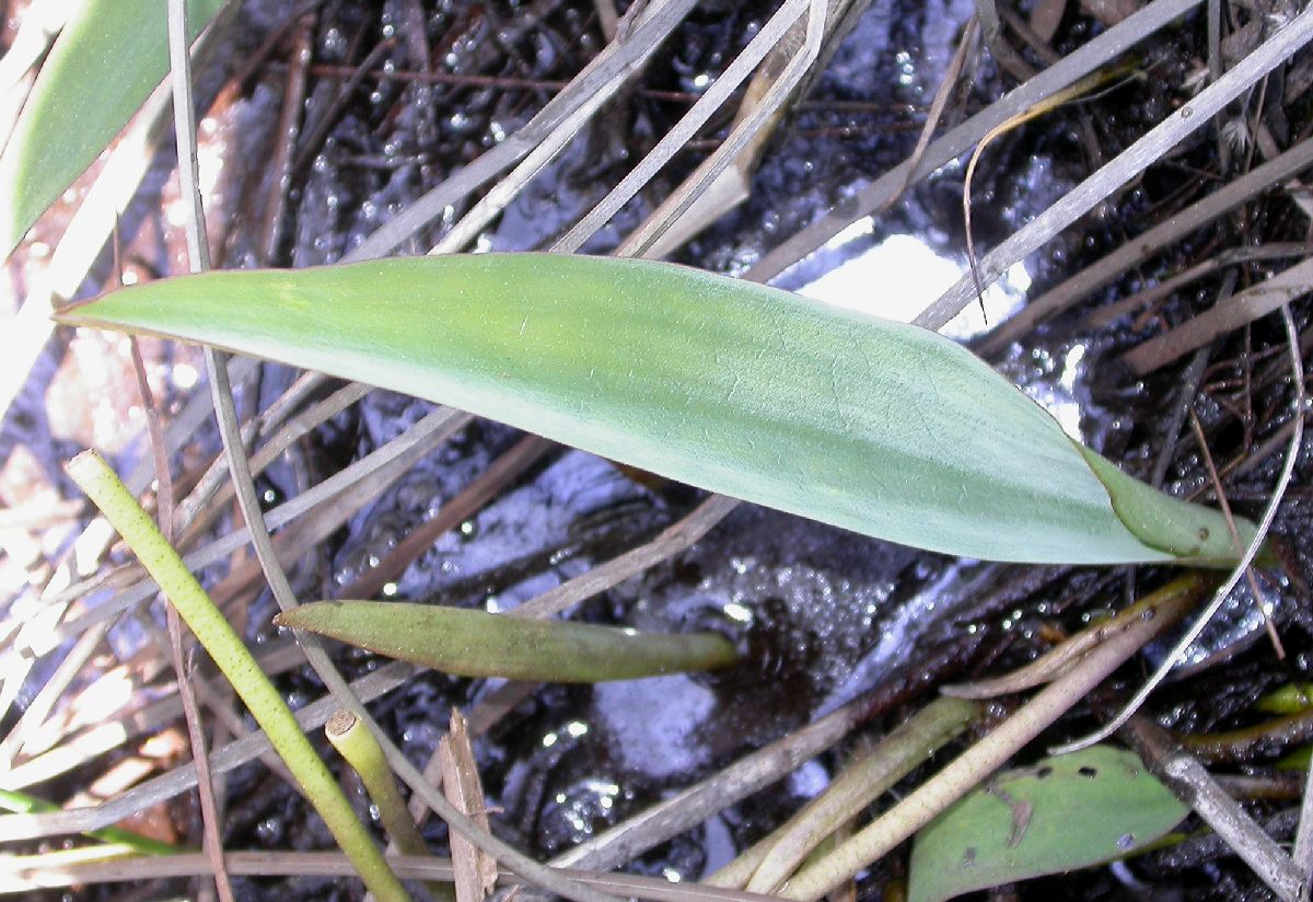 Araceae Orontium aquaticum