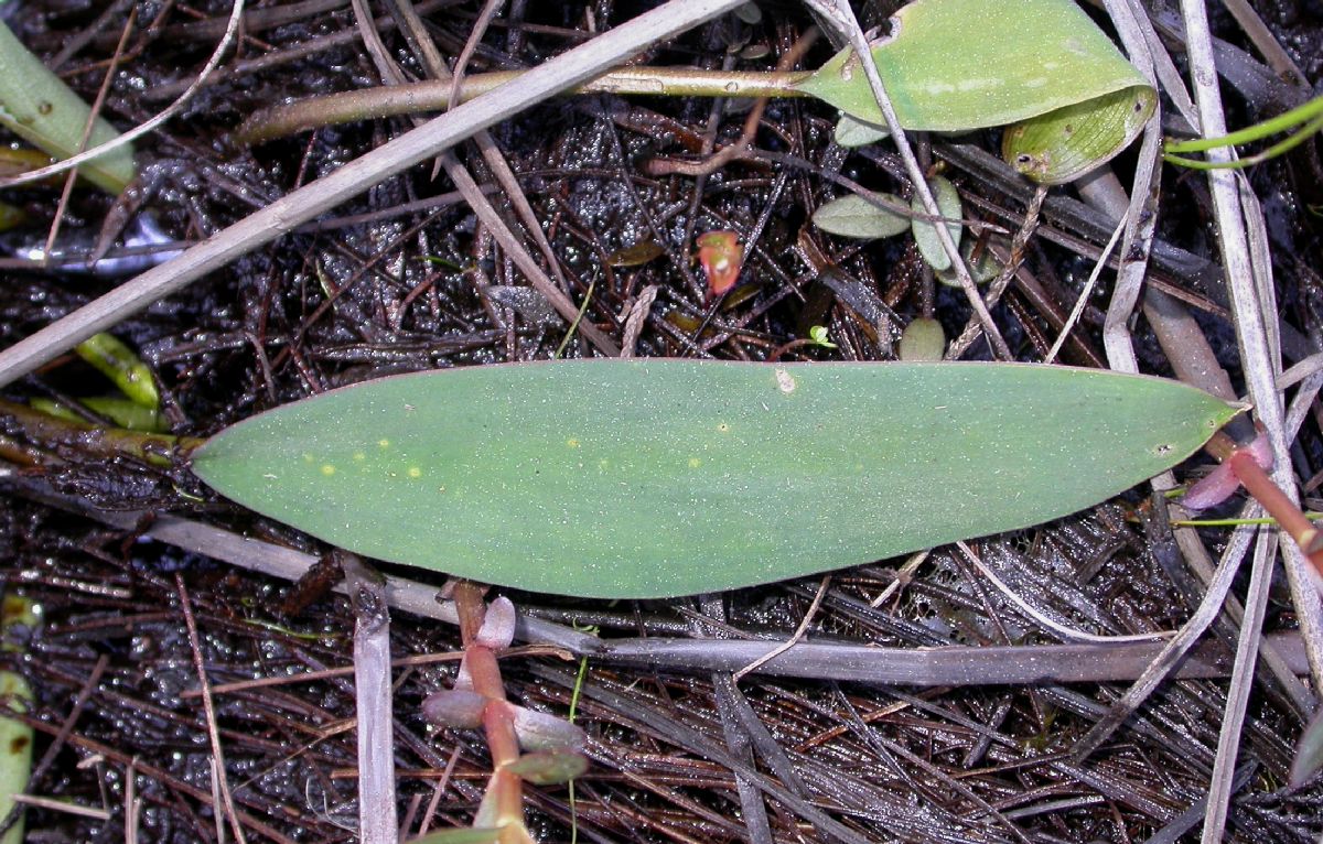 Araceae Orontium aquaticum