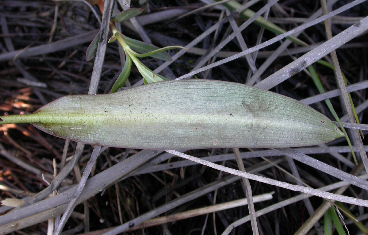 Araceae Orontium aquaticum