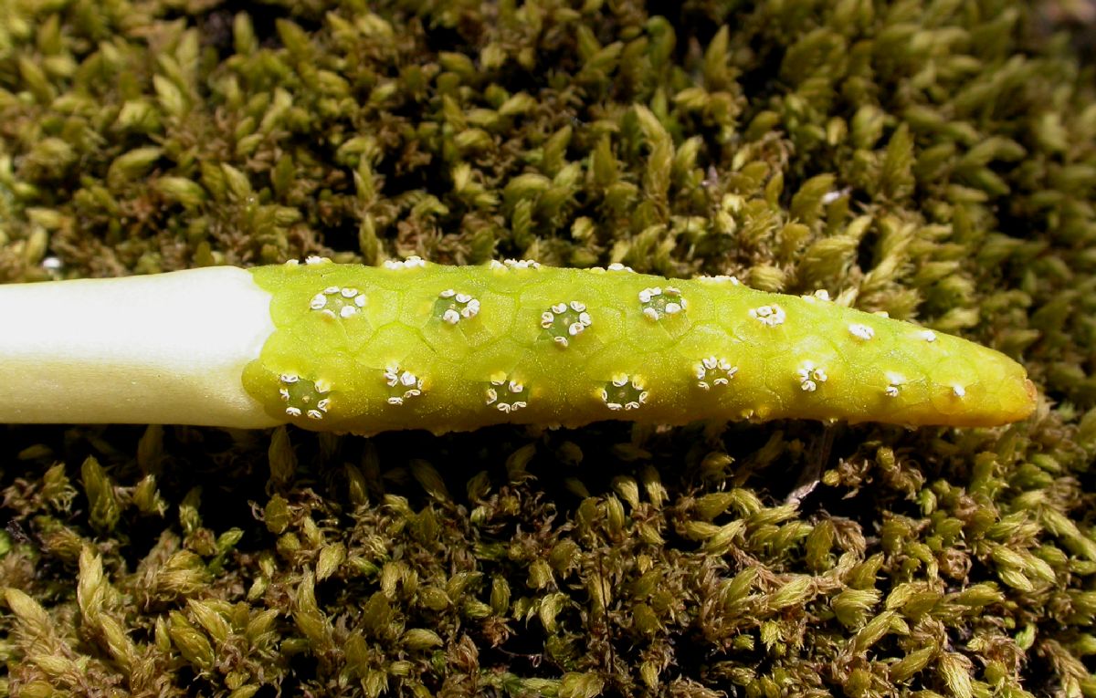 Araceae Orontium aquaticum