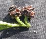 image of Chamaecyparis thyoides
