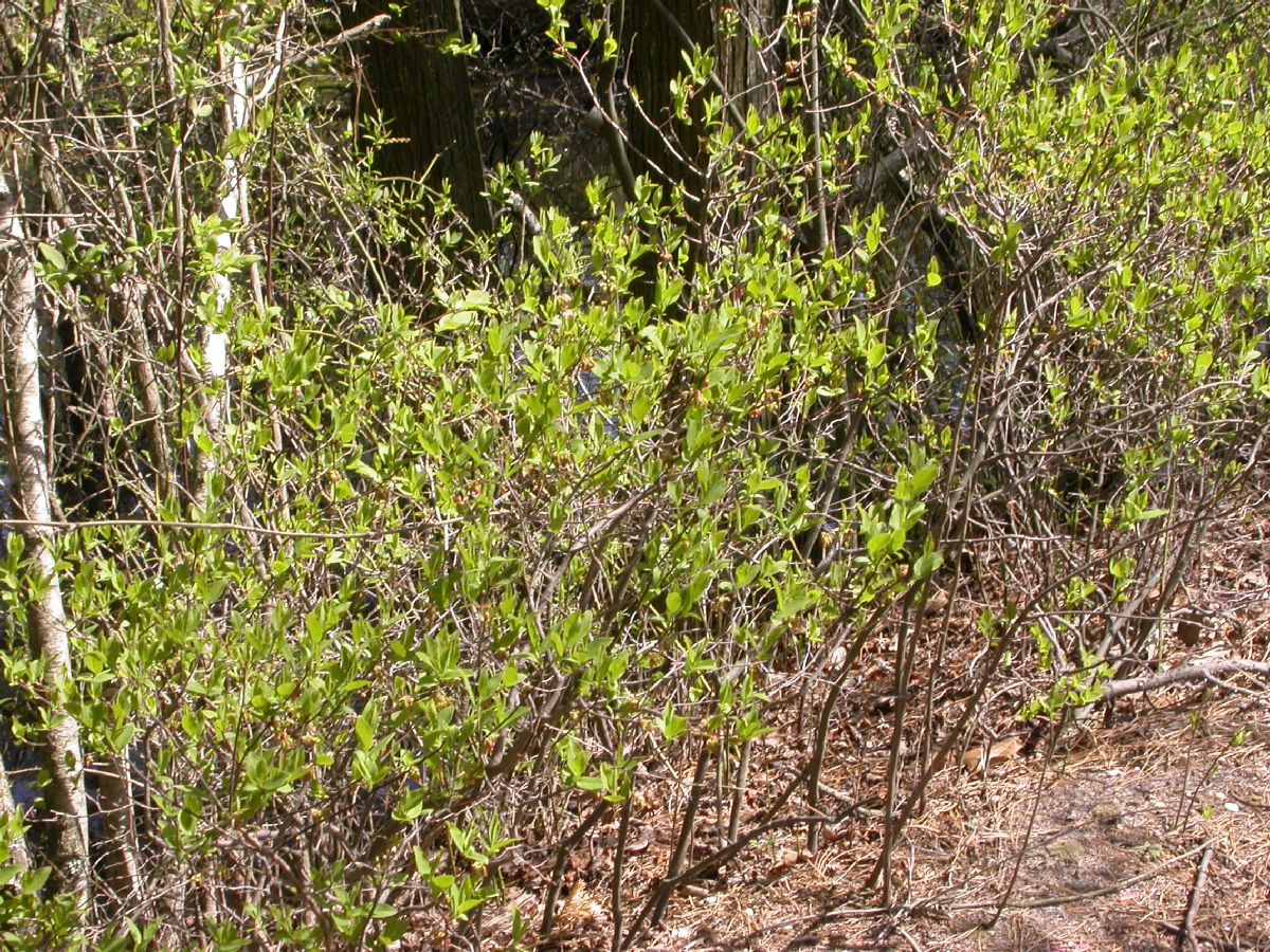 Ericaceae Vaccinium tenellum