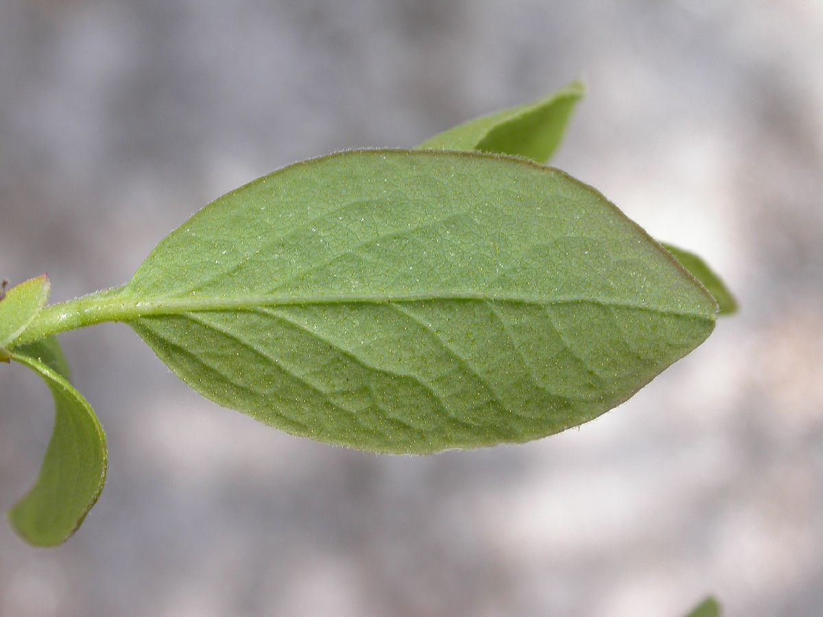 Ericaceae Vaccinium tenellum