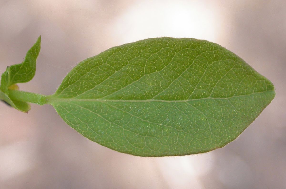 Ericaceae Vaccinium tenellum