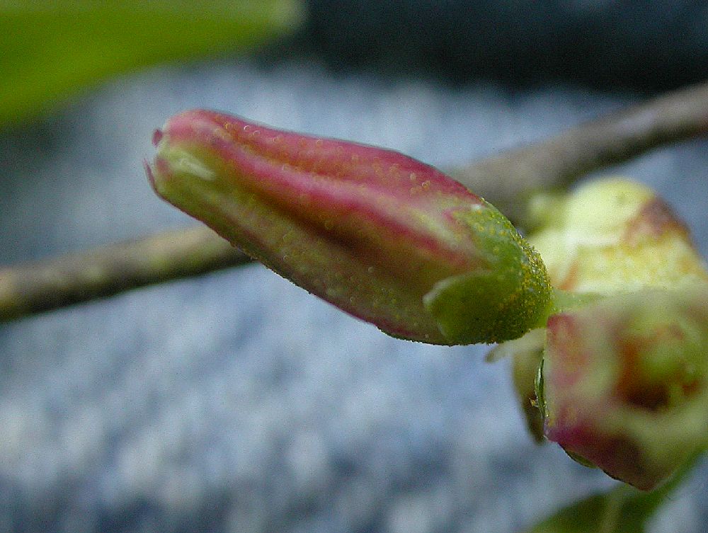 Ericaceae Vaccinium tenellum