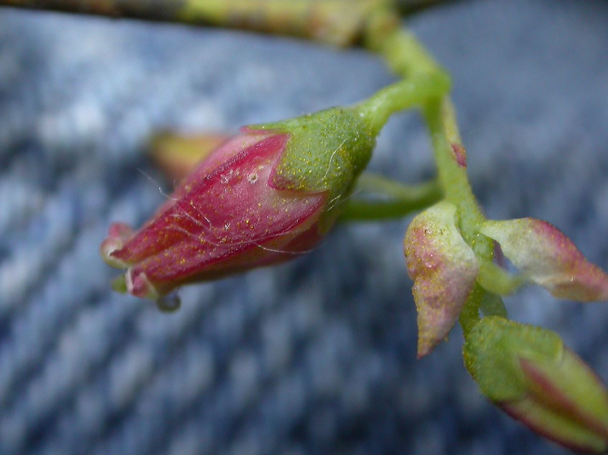 Ericaceae Vaccinium tenellum