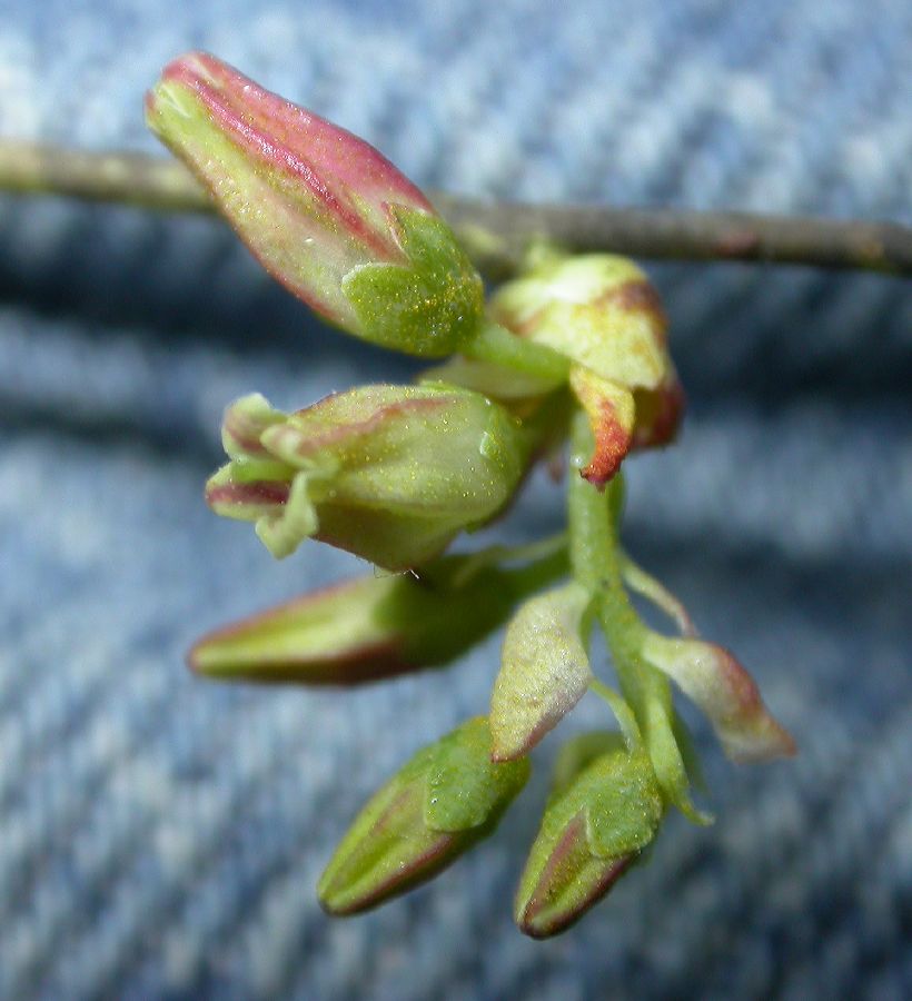 Ericaceae Vaccinium tenellum