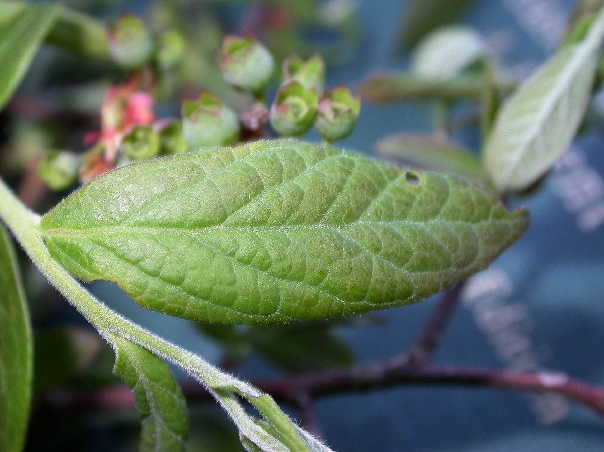 Ericaceae Vaccinium myrtilloides
