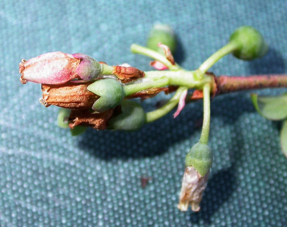 Ericaceae Vaccinium myrtilloides