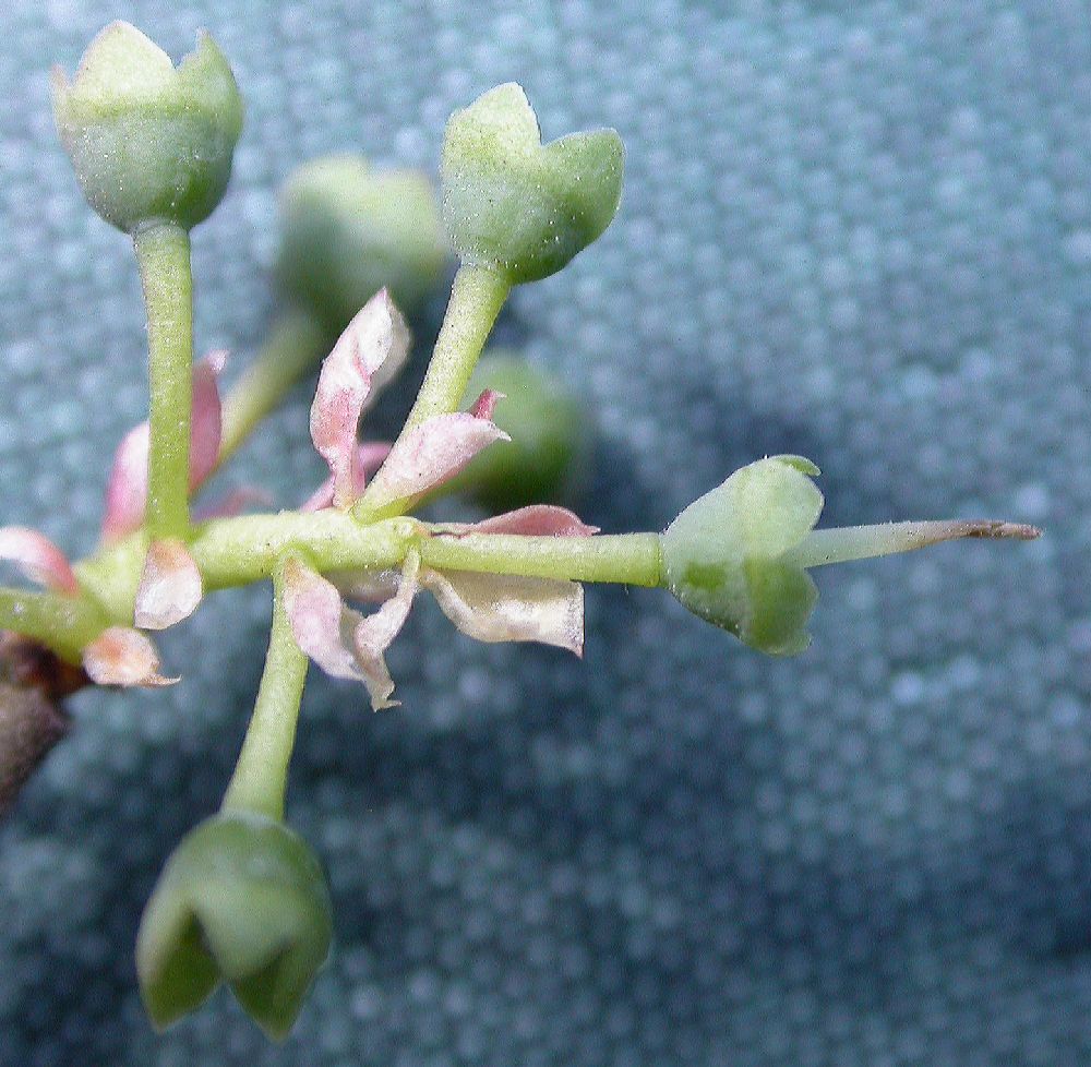Ericaceae Vaccinium myrtilloides