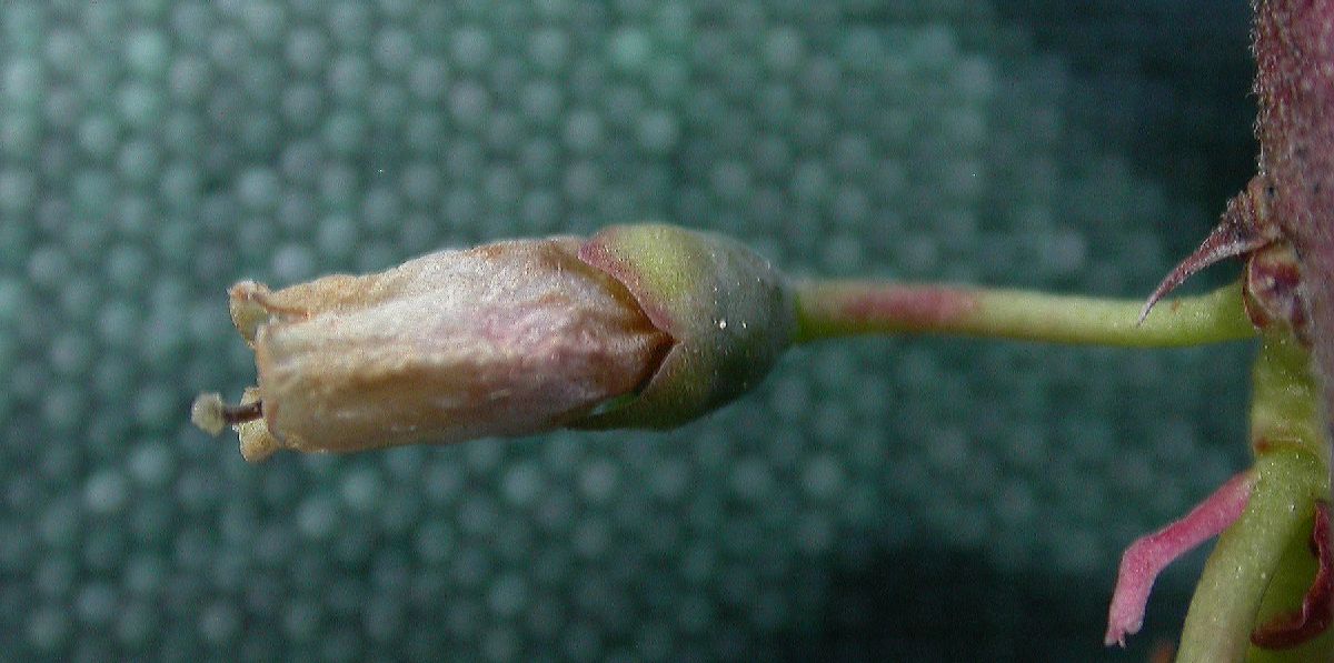 Ericaceae Vaccinium myrtilloides