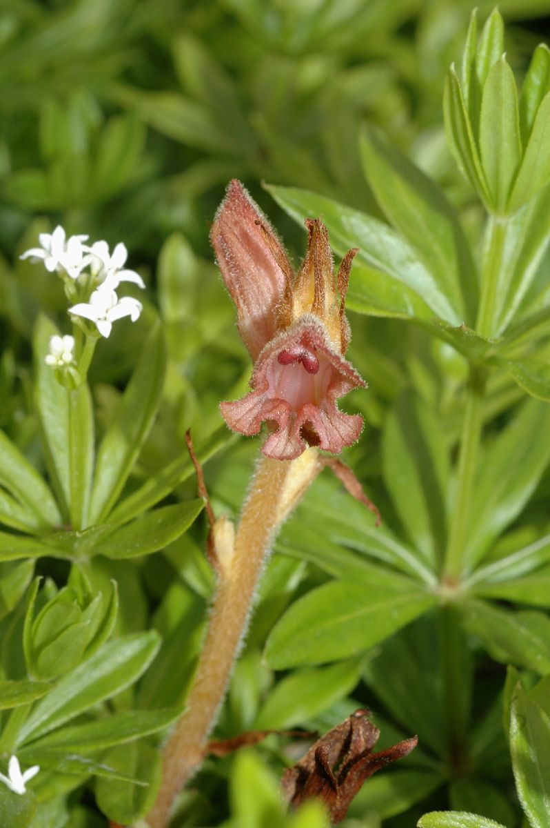 Orobanchaceae Orobanche caryophyllacea