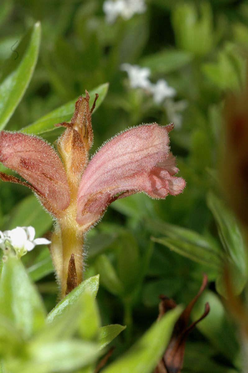 Orobanchaceae Orobanche caryophyllacea