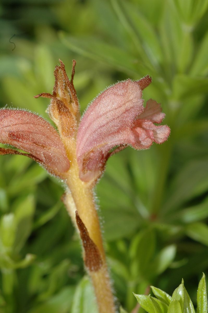 Orobanchaceae Orobanche caryophyllacea
