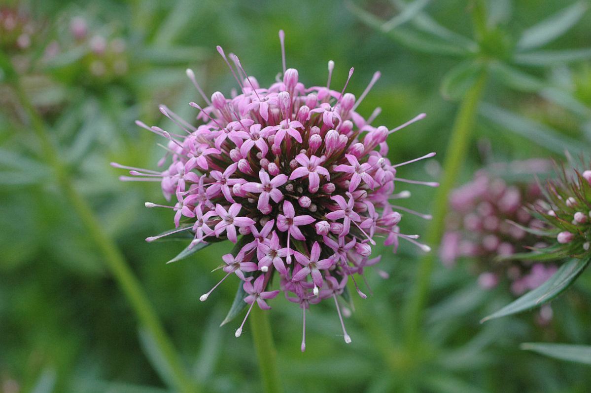 Rubiaceae Crucianella stylosa