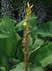 image of Asphodeline lutea