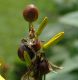 image of Asphodeline lutea