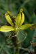 image of Asphodeline lutea