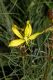 image of Asphodeline lutea
