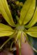 image of Asphodeline lutea