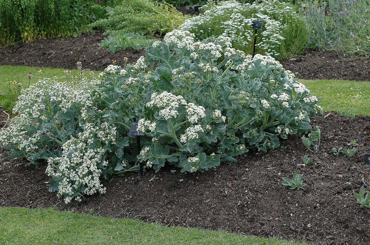 Brassicaceae Crambe maritima