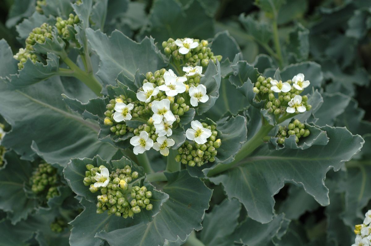 Brassicaceae Crambe maritima