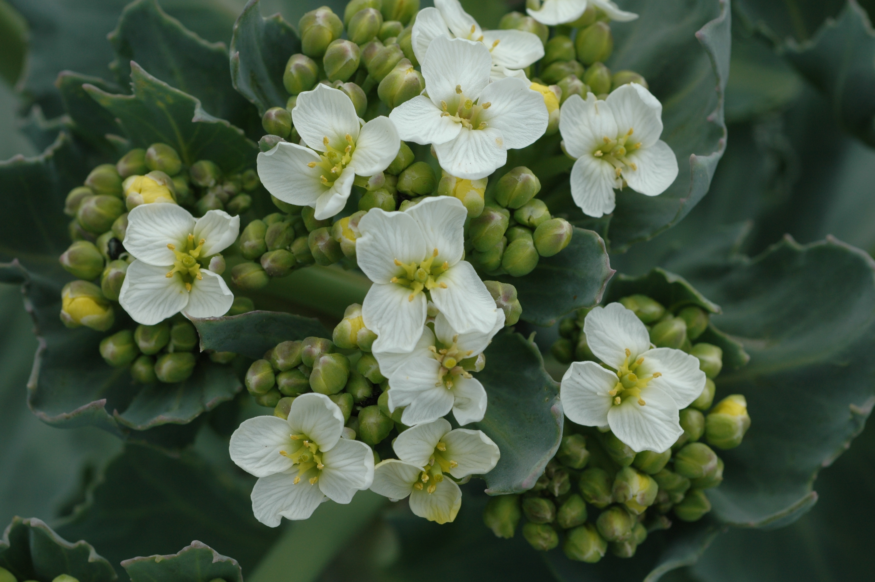 Brassicaceae Crambe maritima