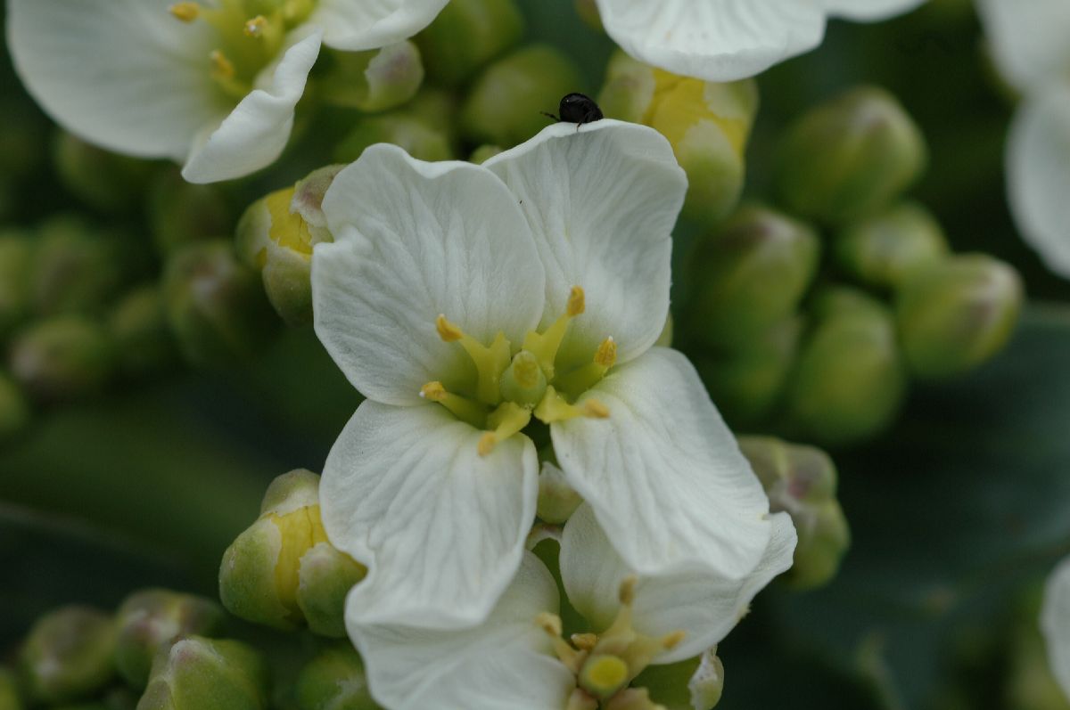 Brassicaceae Crambe maritima