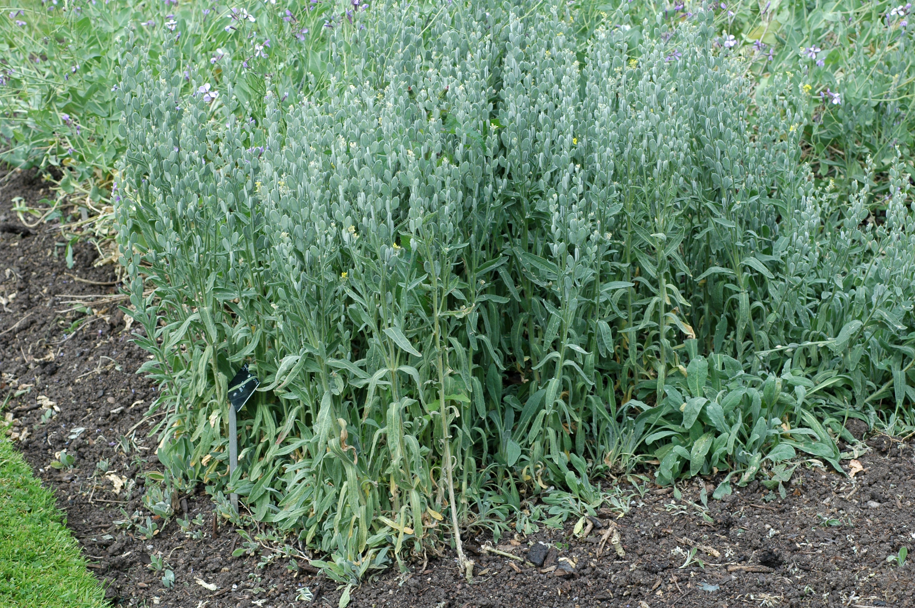 Brassicaceae Fibigia clypeata