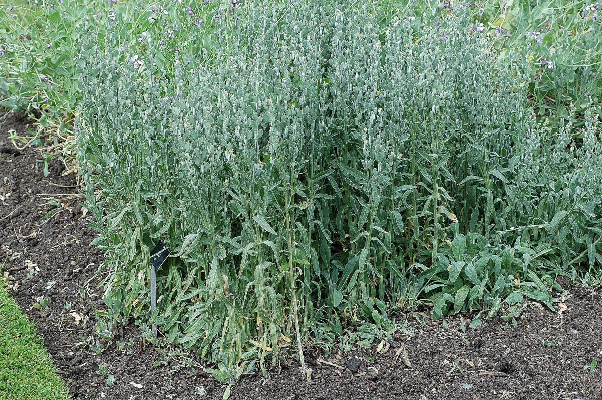 Brassicaceae Fibigia clypeata