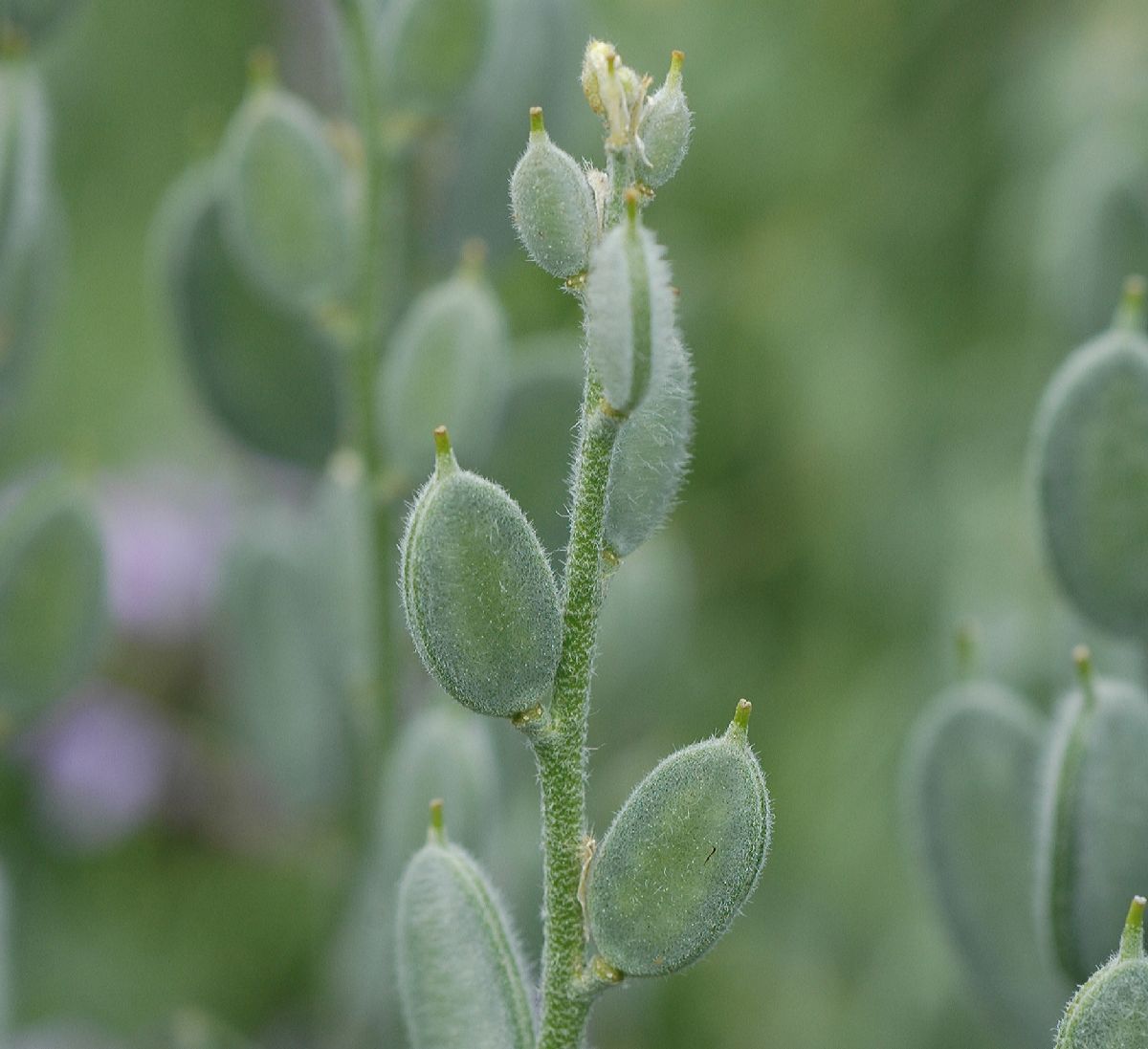 Brassicaceae Fibigia clypeata