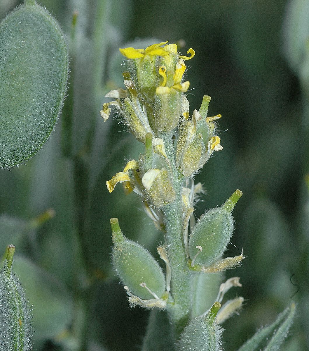 Brassicaceae Fibigia clypeata