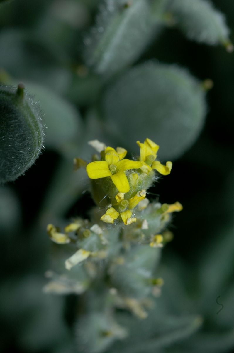 Brassicaceae Fibigia clypeata
