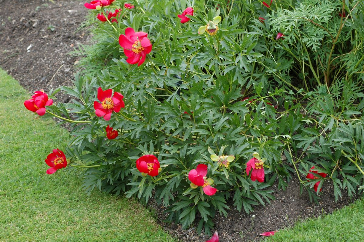 Paeoniaceae Paeonia peregrina