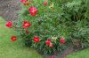 image of Paeonia peregrina