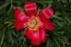 image of Paeonia peregrina